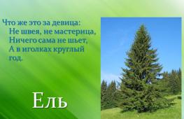 Prezentacija crnogorične šume Rusije za lekciju o okolnom svijetu (pripremna grupa) na temu Prezentacija crnogorične šume za predškolce