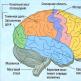 Anatomija i fiziologija središnjeg živčanog sustava Anatomija središnjeg živčanog sustava čovjeka