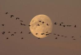 Migrasi burung musiman - mengapa burung terbang ke iklim yang lebih hangat?