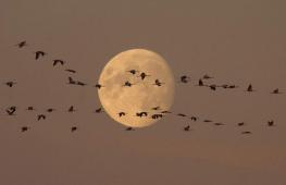 Seasonal bird migrations - why do birds fly to warmer climes?