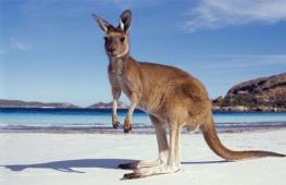 Kiedy jest najlepszy czas na wakacje w Australii?