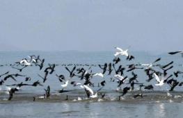 Fotografii cu păsări migratoare cu nume pentru copii