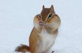 How do animals prepare for winter?
