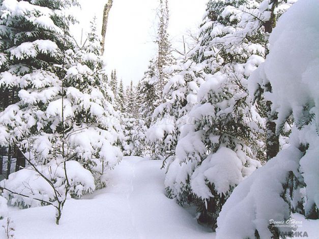 Jynx Mazeni eshagidan ushlab, jazolash har doim yoqimli. Erkaklarning ichki kiyimlarini hidlaydi va silkitadi